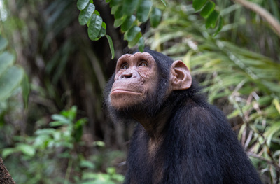 Csimpánzok világnapja - Hírek Kabiról